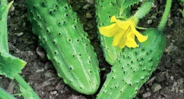 Charakteristika a popis okurky dálného východu, její pěstování